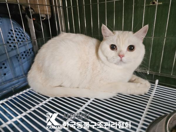 [고양이] 스코티쉬 스트레이트 서울-서초-2025-00019 유기동물 배경 이미지 입니다.